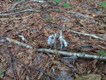 Ghost Pipes