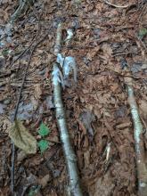 Ghost Pipes