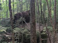 Downed trees on a glacial eratic