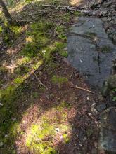 Trail to Scott Pond