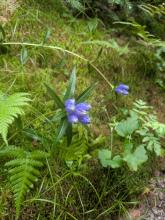 Bottle Gentian on the way to Wallface Ponds