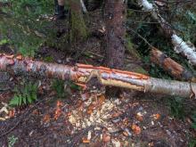 Beaver activity
