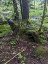 Mossy tree and some old beaver activity