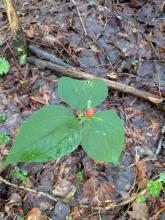 Trillium with fruit