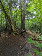 Trees on a rock