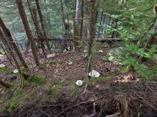 Mushrooms along trail