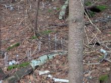 Ghost Pipes on the way up Haystack