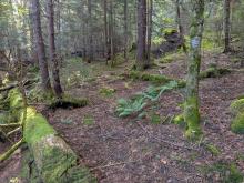 Moss along the trail