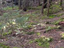 Moss along the trail