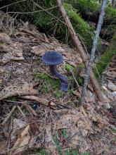 Mushroom along the trail