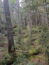 Trail up Haystack