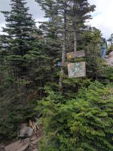 Approaching tree line