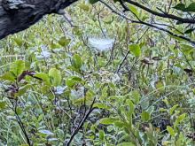 spider webs in the marsh