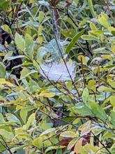 spider webs in the marsh
