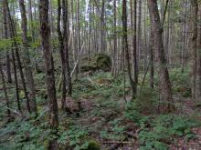 Woods on along the trail
