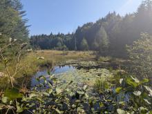 marsh along the trail