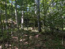 Woods on along the trail
