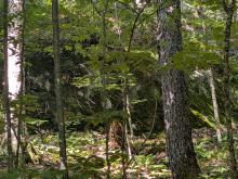 Woods on along the trail