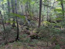 Woods on along the trail