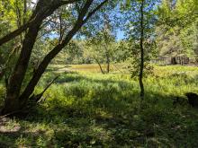 marsh along the trail