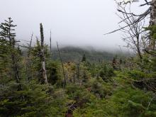 View from Colden