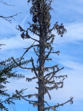Tree on way up Porter