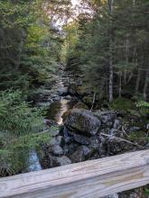 Phelps Brook
