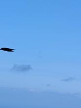 Raven enjoying the wind