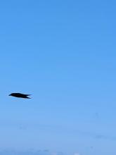 Raven enjoying the wind